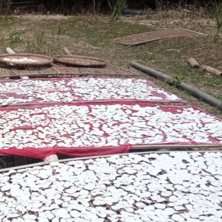 KWT Mutiara Bhakti Olah Tumbuhan Singkong Jadi Tepung Mocaf